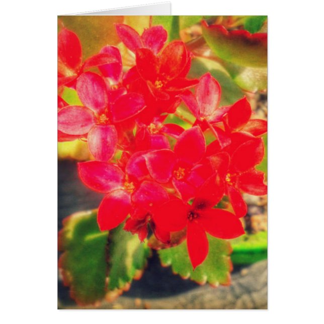 Pretty Red Blooming Flowers Cards (Front)