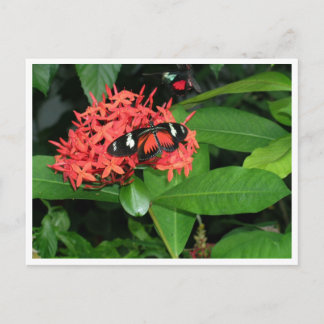 Pretty Red Butterfly Postcard