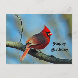 Pretty Red Cardinal Photo Birthday Postcard