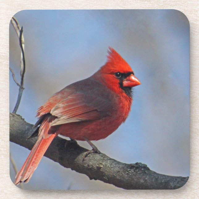 Pretty Red Cardinal Photo Drink Coaster (Front)