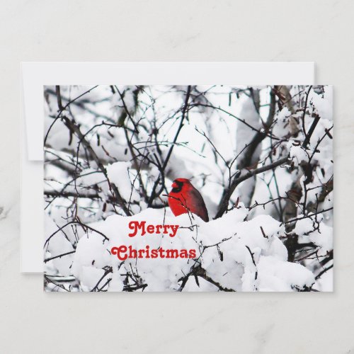 Pretty Red Cardinal Snow Photo Christmas Flat Holiday Card