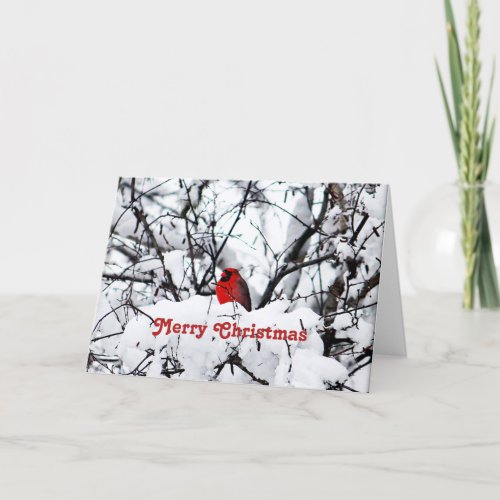 Pretty Red Cardinal Snow Photo Christmas Holiday Card