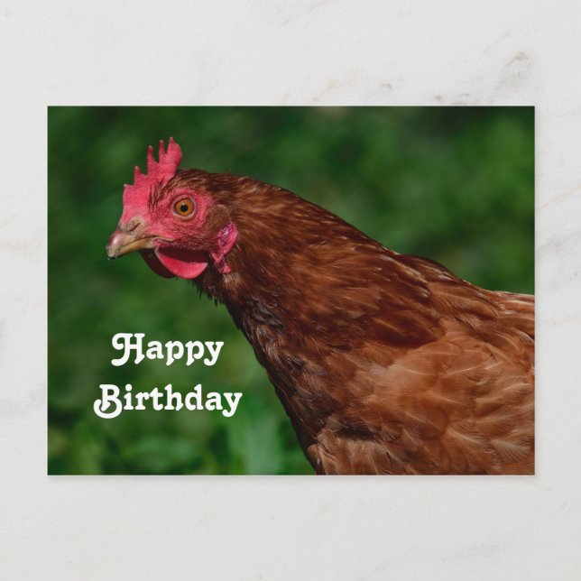 Pretty Red Chicken Face Photo Birthday Postcard (Front)