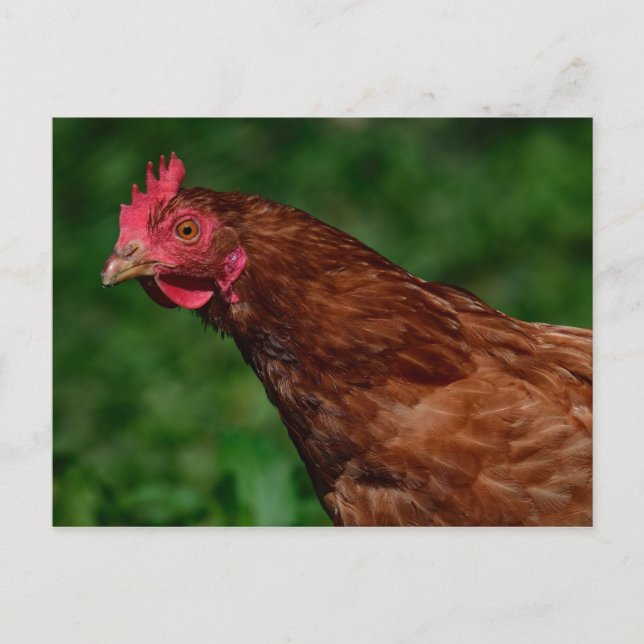 Pretty Red Chicken Face Photo Postcard (Front)