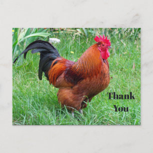 Pretty Red Chicken Profile Photo Thank You Postcard