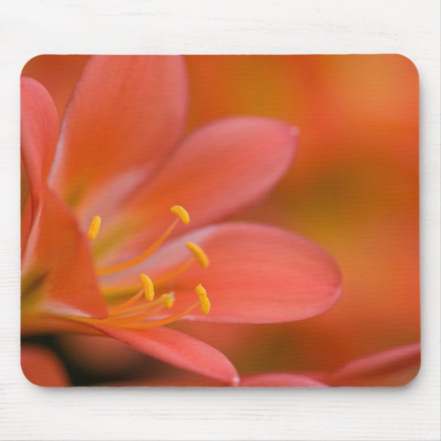 Pretty Red Clivia Flower Mouse Pad (Front)