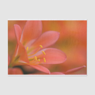 Pretty Red Clivia Flower Tissue Paper