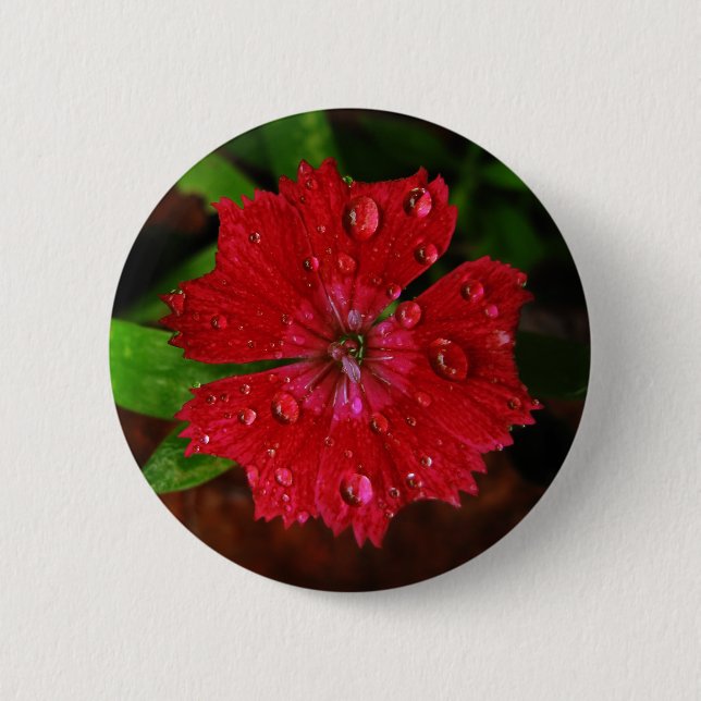 Pretty Red Dianthus Flower With Raindrops Photo Pinback Button (Front)