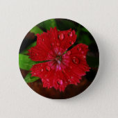 Pretty Red Dianthus Flower With Raindrops Photo Pinback Button (Front)