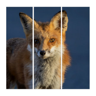 Pretty Red Fox Triptych