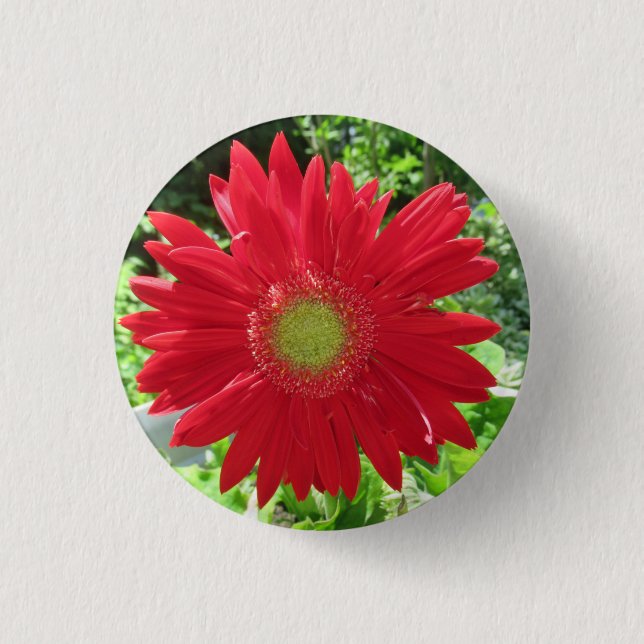 Pretty Red Gerbera Daisy Photo Button (Front)