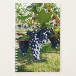 Pretty red grapes. planner<br><div class="desc">Taken at a local biological vineyard.</div>