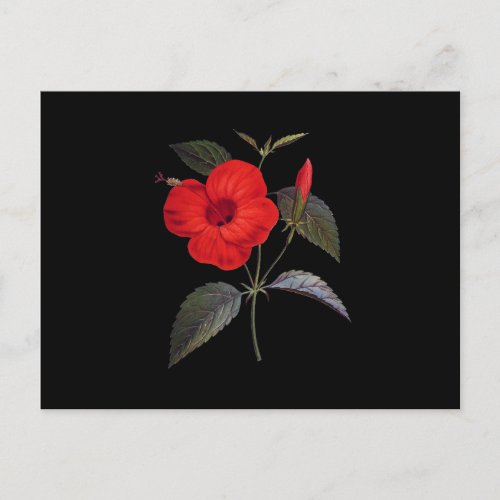 Pretty Red Hibiscus Flower Postcard