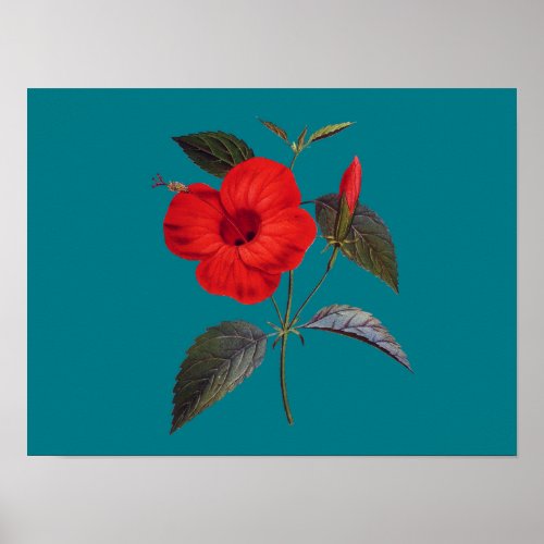Pretty Red Hibiscus Flower Poster
