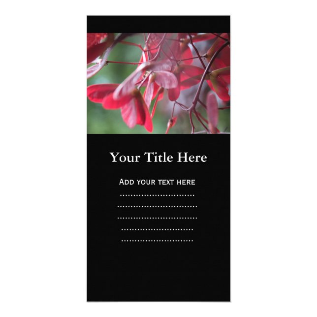 Pretty red Japanese maple tree seeds, samara fruit Card (Front)