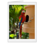 Pretty Red Parrot (Front)