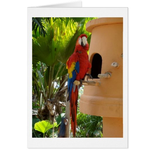 Pretty Red Parrot Cards (Front)