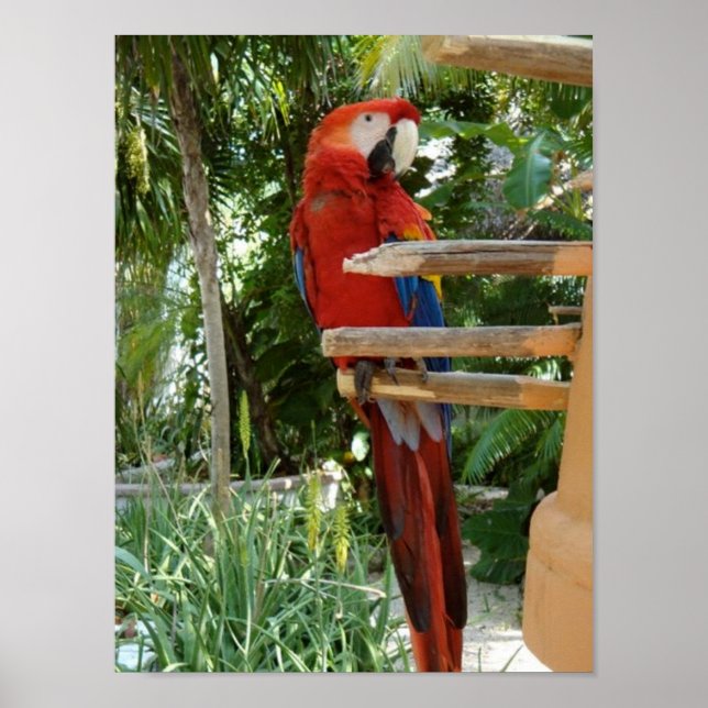 Pretty Red Parrot Poster (Front)