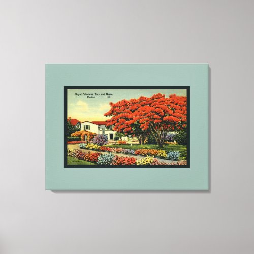 Pretty Retro Bluish Royal Poinciana Tree Florida Canvas Print