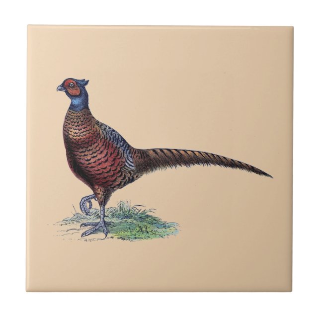 Pretty Ring Neck Pheasant Tan Ceramic Tile (Front)