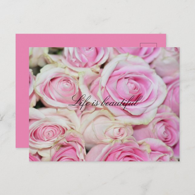 Pretty Romantic Pink White Roses Postcard (Front/Back)
