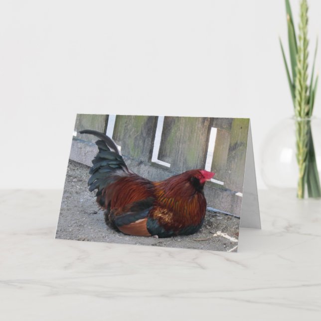 Pretty Rooster Greeting Card (Front)