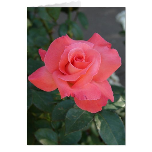 Pretty Rose Cards (Front)