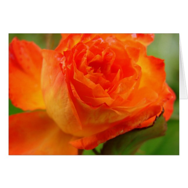 Pretty Rose In Angelandspot's Garden (Front Horizontal)