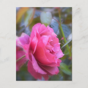 Pretty Rose Postcard
