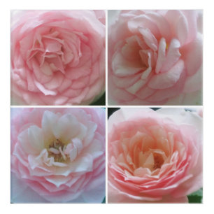 Pretty Roses Acrylic Print