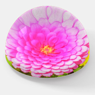 Pretty Round Pink Zinnia in the Summer Garden Paperweight