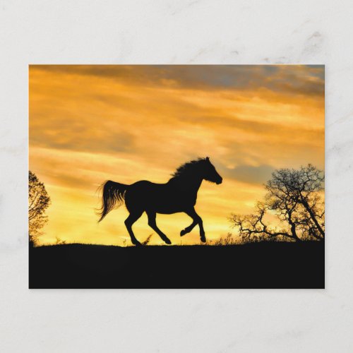 Pretty Running Horse at Sunset Postcard