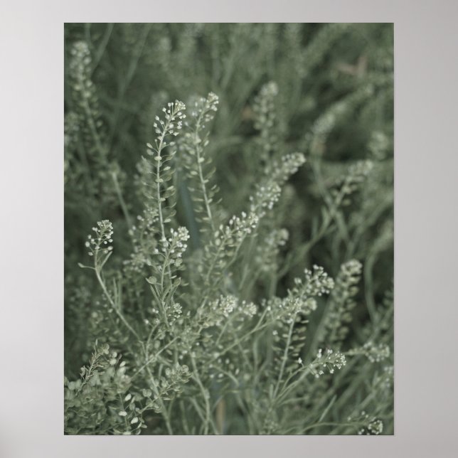Pretty Sage Green Plant Life Into the Wild Photo Poster (Front)