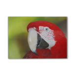 Pretty Scarlet Macaw Post-it Notes