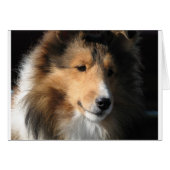 Pretty sheltie face (Front Horizontal)