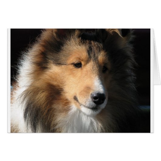 Pretty sheltie face cards (Front Horizontal)