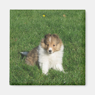 Pretty sheltie puppy sitting in grass magnet