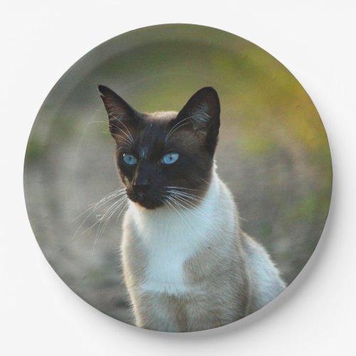 Pretty Siamese Cat Photo Paper Plates