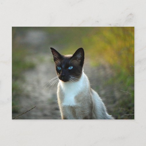 Pretty Siamese Cat Photo Postcard