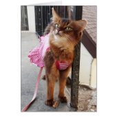 Pretty Somali Cat in Dress for Fall (Front)