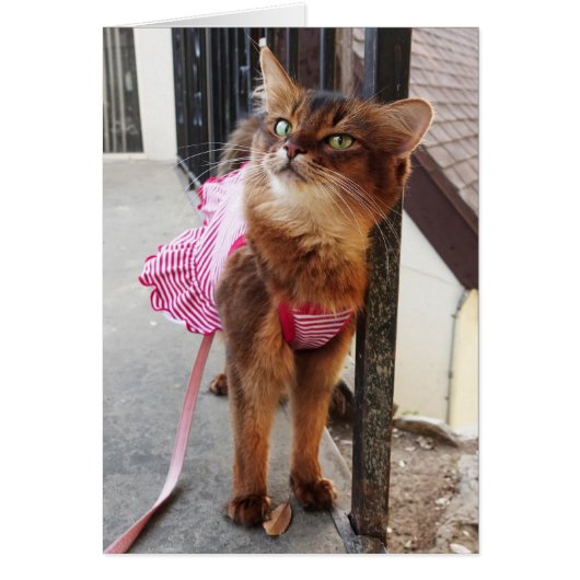 Pretty Somali Cat in Dress for Fall Cards (Front)