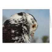 Pretty Speckled Pigeon (Front Horizontal)