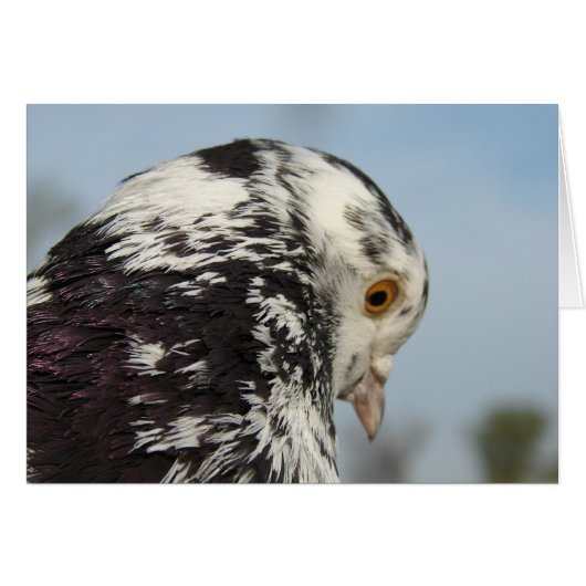 Pretty Speckled Pigeon Cards (Front Horizontal)