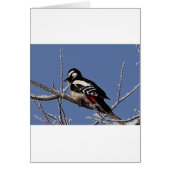 Pretty spotted woodpecker (Front)