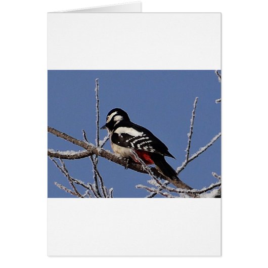 Pretty spotted woodpecker cards (Front)