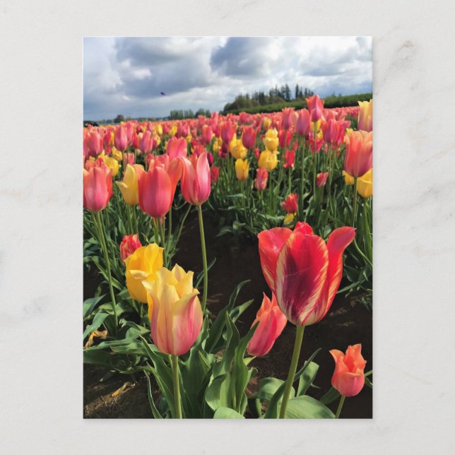 Pretty Spring Tulips in a Field, Oregon Postcard (Front)