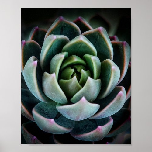 Pretty Succulent Plant Nature Photography Photo Poster