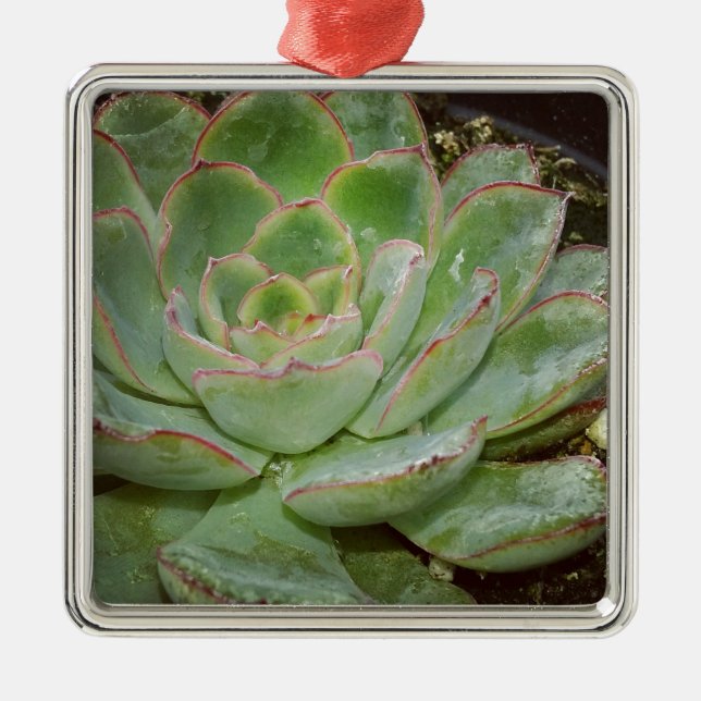 Pretty Succulents Metal Ornament (Front)