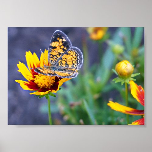 Pretty Summer Butterfly Nature Photography Poster