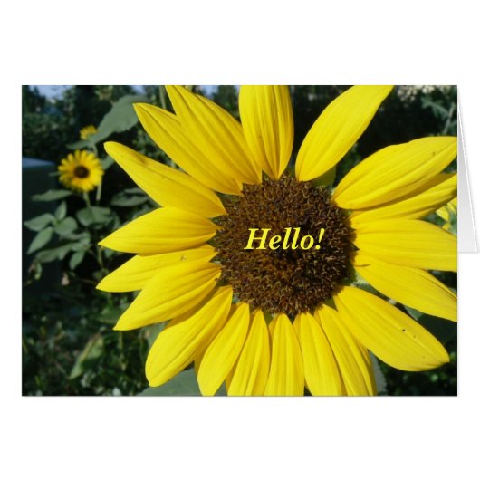 Pretty Sunflower (Front Horizontal)